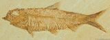 Knightia Fish Fossil On Nice Block of Matrix #36-1
